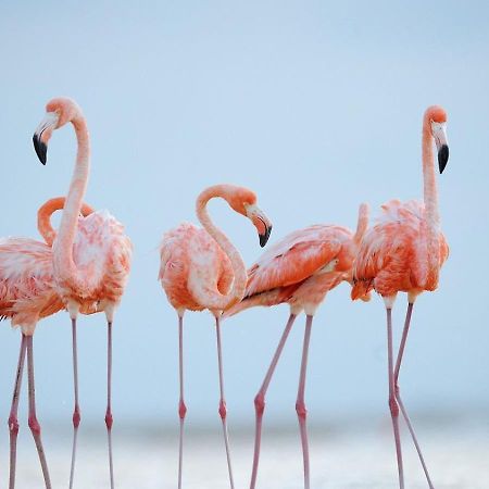 생 드 지로 L'Oiseau Bleu 아파트 외부 사진